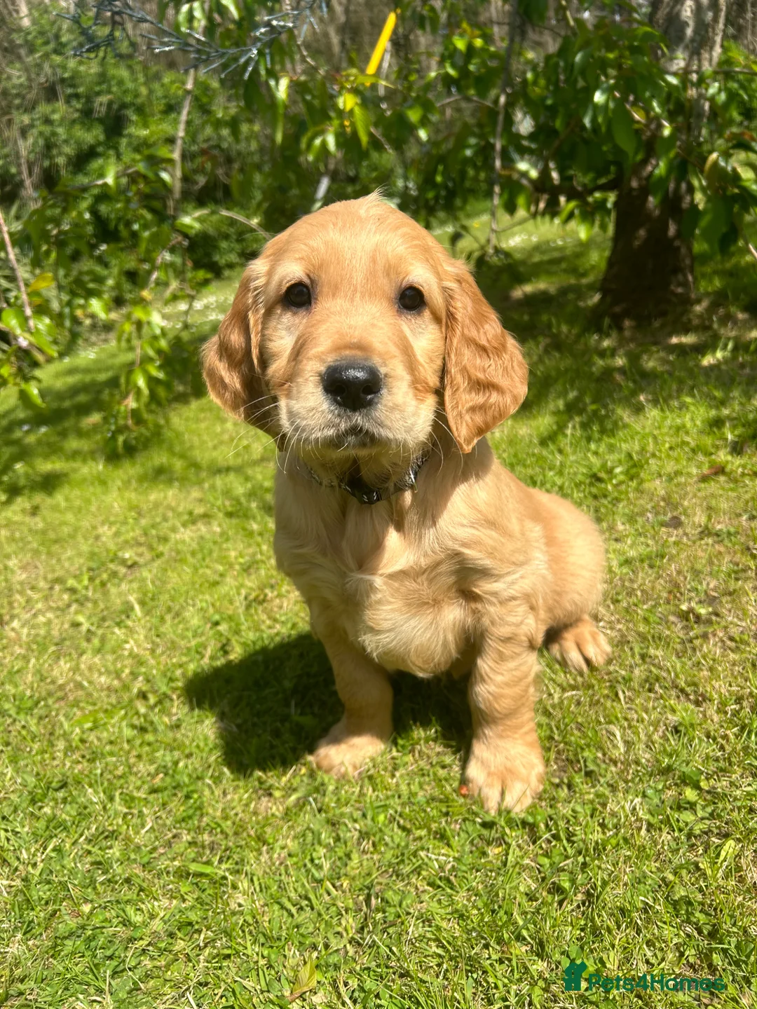 Mixed Breed dogs for sale:  ☘️ Golden Irish puppies available  ☘️ - Advert 2