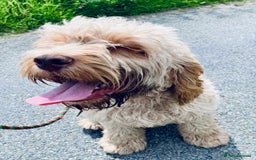 Cockapoo dogs for sale: Reluctant sale of 4 year old cockapoo girl - Image 4