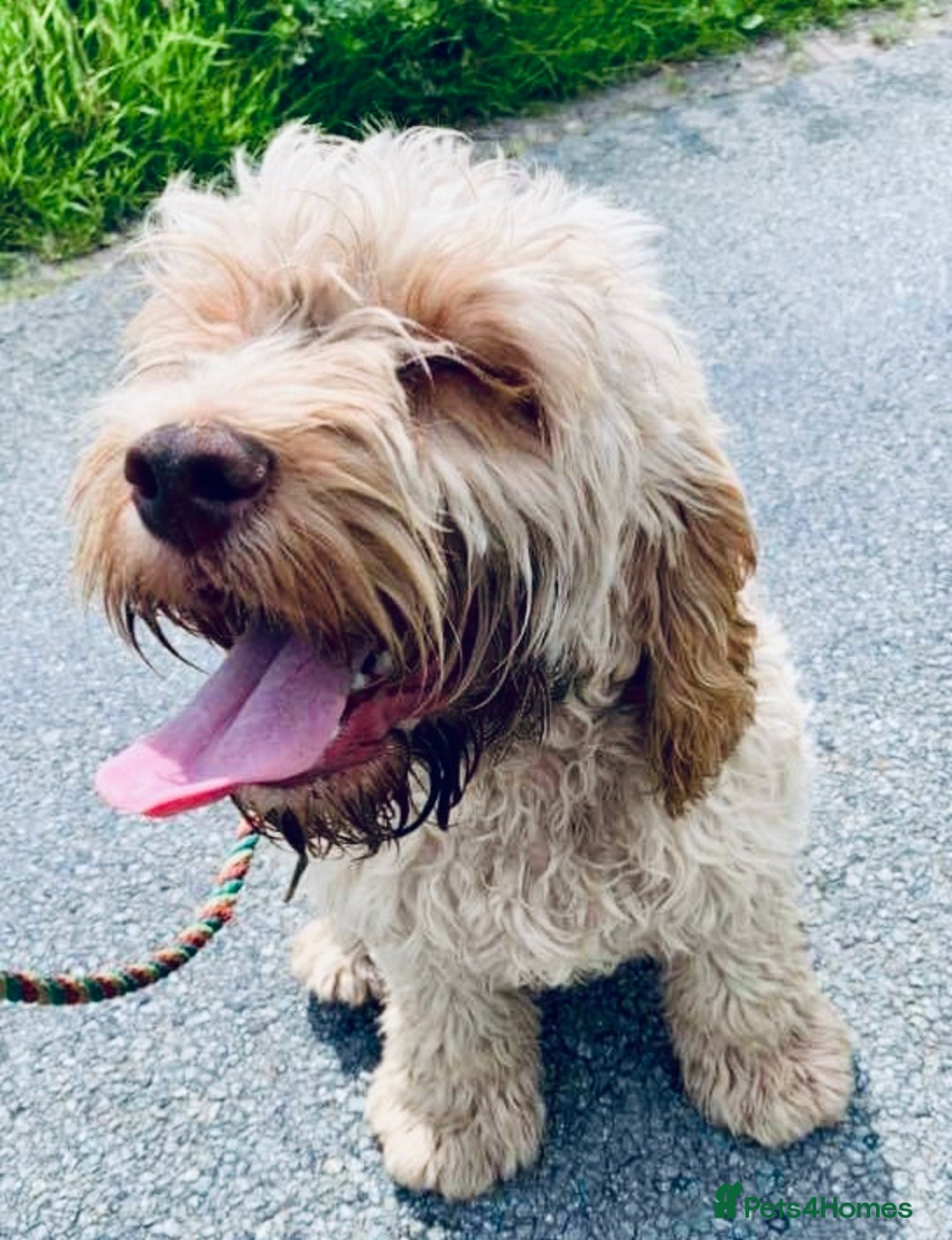 Cockapoo dogs for sale: Reluctant sale of 4 year old cockapoo girl - Image 4
