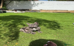 French Bulldog dogs for sale: Frankie 1 year old  Big Rope  blue brindle boy  - Image 5