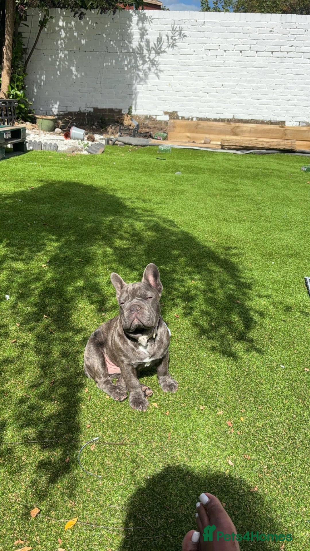 French Bulldog dogs for sale: Frankie 1 year old  Big Rope  blue brindle boy  - Image 5