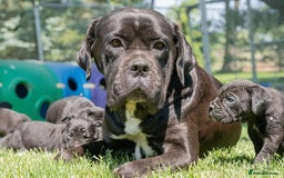 Cane Corso dogs for sale: Beautiful Cane Corso Puppies for Sale  - Image 4