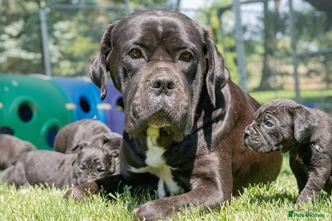 Cane Corso dogs for sale: Beautiful Cane Corso Puppies for Sale  - Image 4