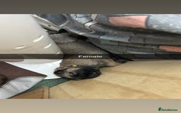 German Shepherd dogs for sale: 10 Germans Shepherd Puppys - Image 11