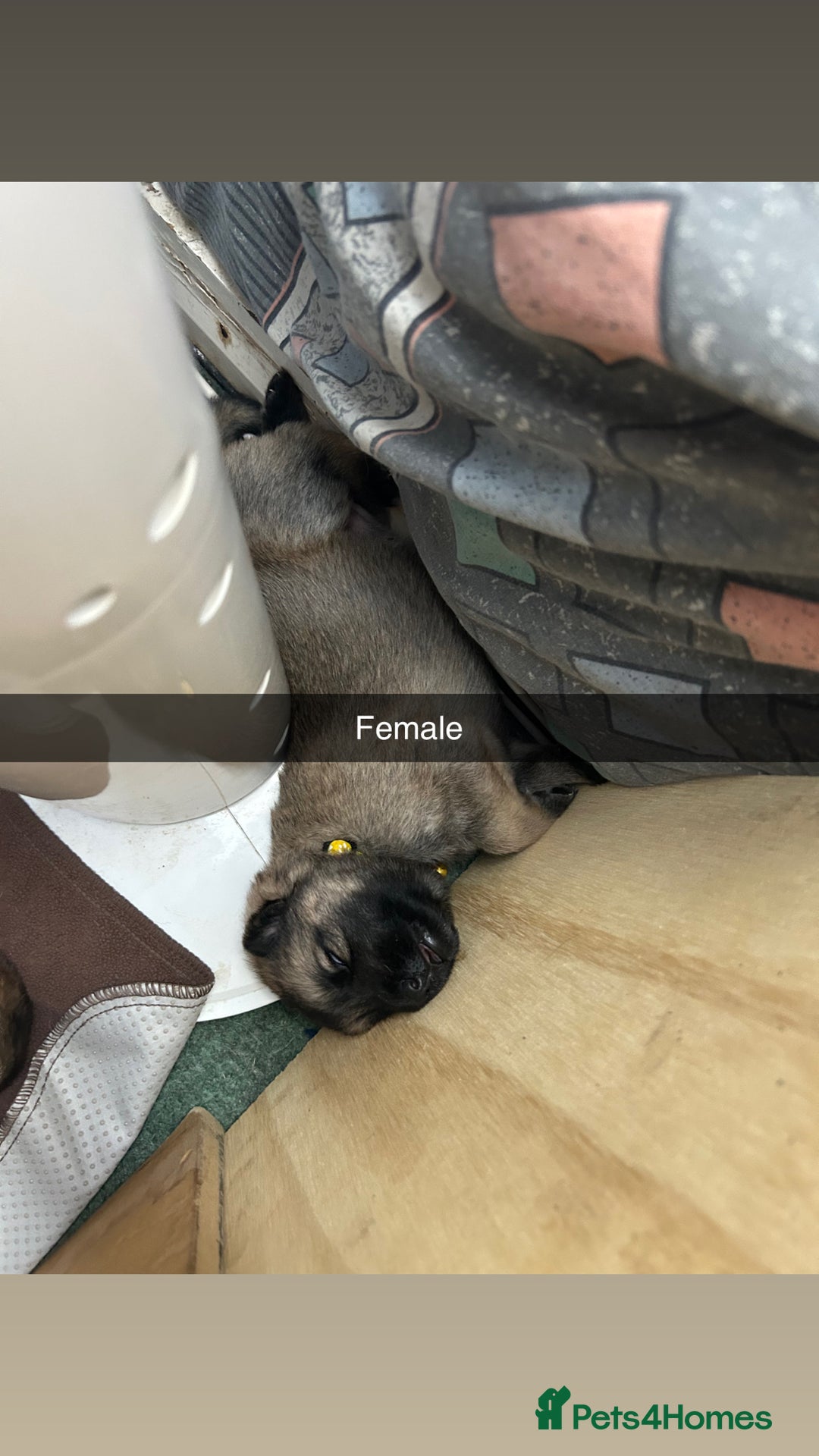 German Shepherd dogs for sale: 10 Germans Shepherd Puppys - Image 11
