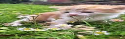 Mixed Breed cats for sale: 😼🩷Kittens looking for their forever homes💕 in Telford - Advert 9