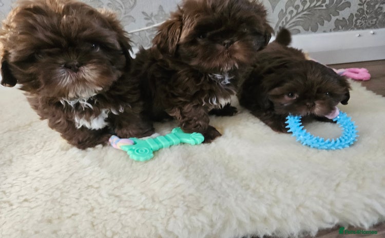 Shih Tzu dogs - Advert 1