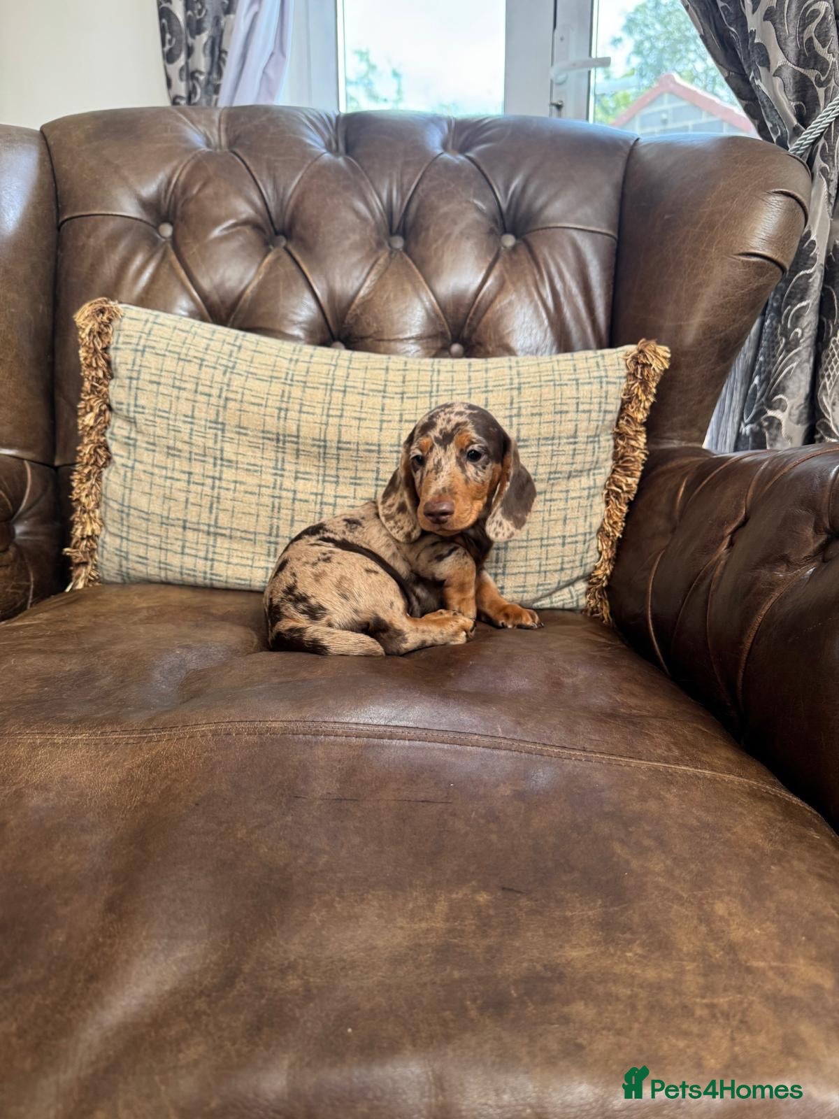 Dachshund dogs Miniature Dachshund Puppies - Advert 2