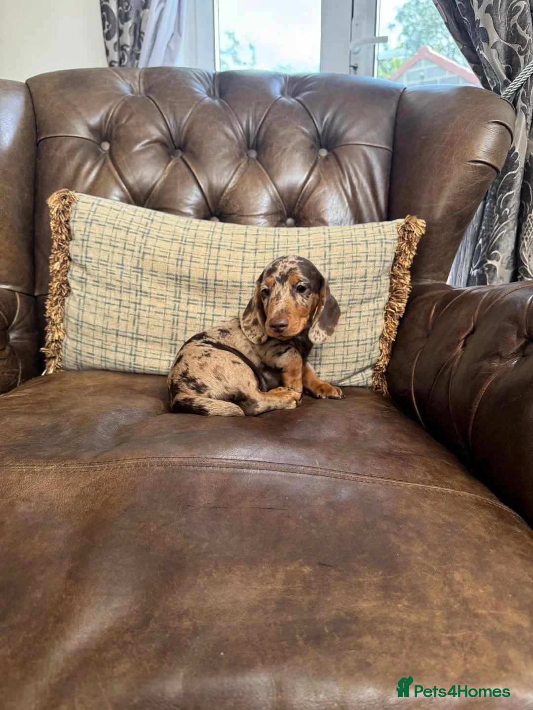 Dachshund dogs for sale: Miniature Dachshund Puppies - Advert 2