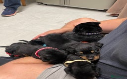 Rottweiler dogs for sale:  TWO LEFT ONLY *READY TO GO NOW* ROTTWEILER PUPS  - Advert 11