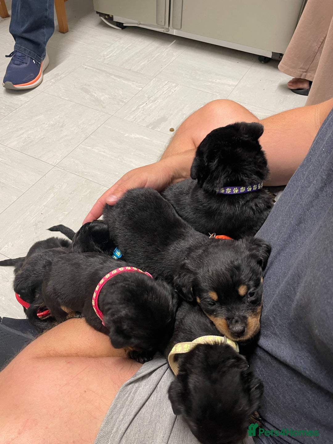 Rottweiler dogs for sale:  TWO LEFT ONLY *READY TO GO NOW* ROTTWEILER PUPS  - Advert 11