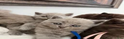 British Shorthair cats for sale: British Shorthair-Longhair  - Advert 10