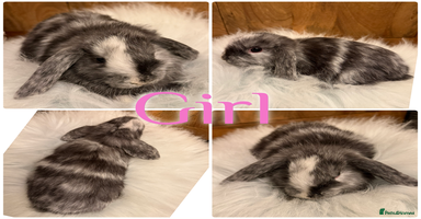 Mini Lop rabbits Baby Mini Lop Rabbits for Sale 8 Weeks Ready To Go - Advert 10