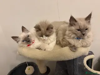 Ragdoll cats Six Ragdoll Kittens For Sale - Advert 2