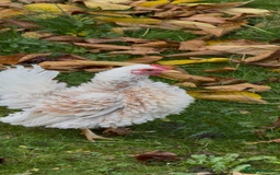 Mixed Breed birds for sale: Pure breed Serama male from show stock - Image 2