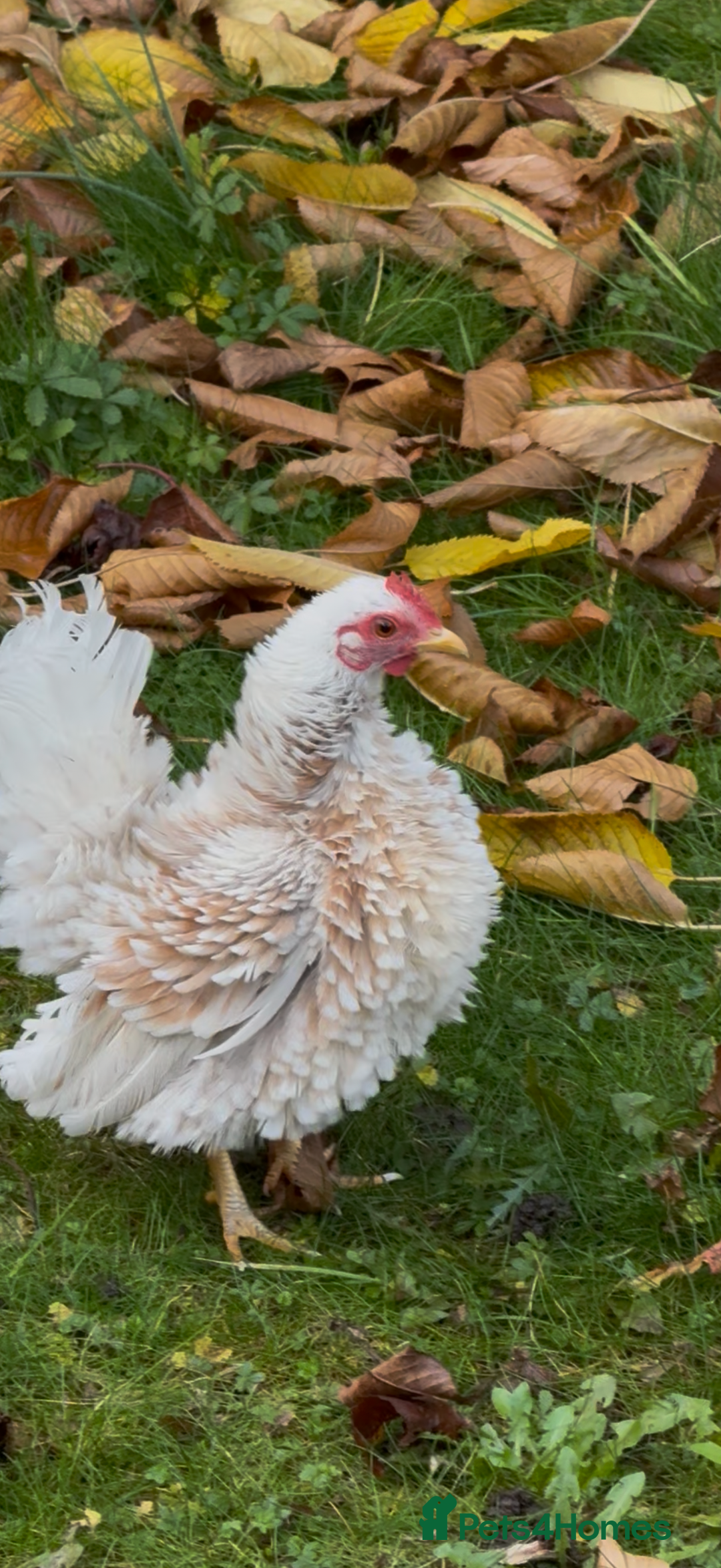 Mixed Breed birds for sale: Pure breed Serama male from show stock - Image 2