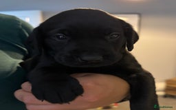 Labrador Retriever dogs for sale: Stunning Well Breed Black/Fox Red Puppies For Sale - Image 11