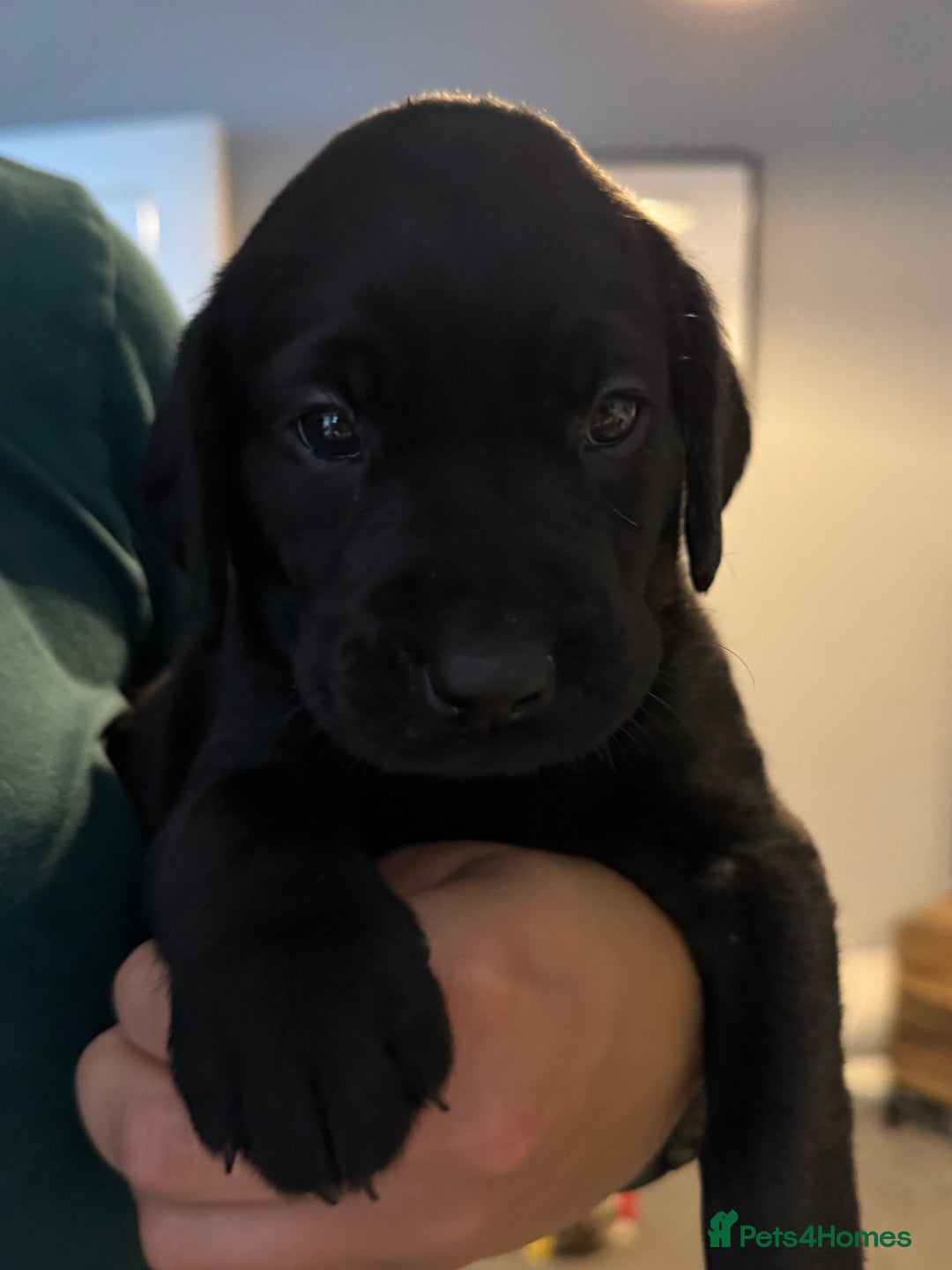 Labrador Retriever dogs for sale: Stunning Well Breed Black/Fox Red Puppies For Sale - Image 11