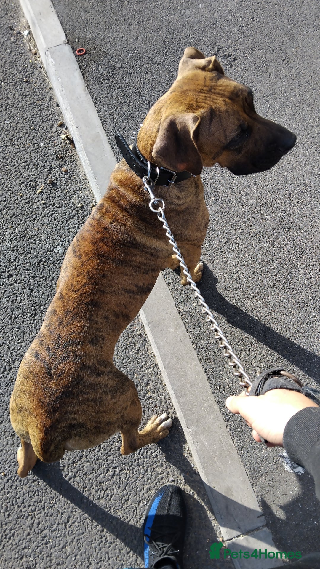 Mixed Breed dogs for sale: Presa canario cross golden labrador - Image 1