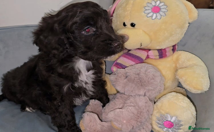 Cockapoo dogs - Advert 16