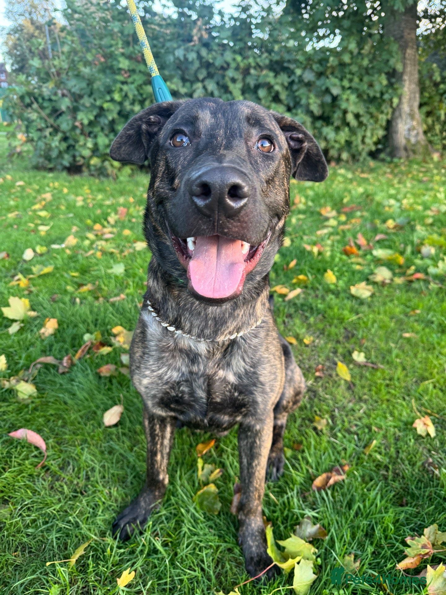Mixed Breed dogs Buddy the Bullherder  - Advert 6