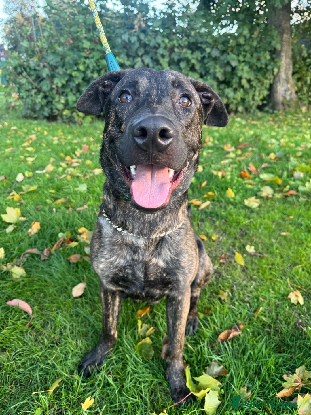 Mixed Breed dogs for sale: Buddy the Bullherder  - Advert 1