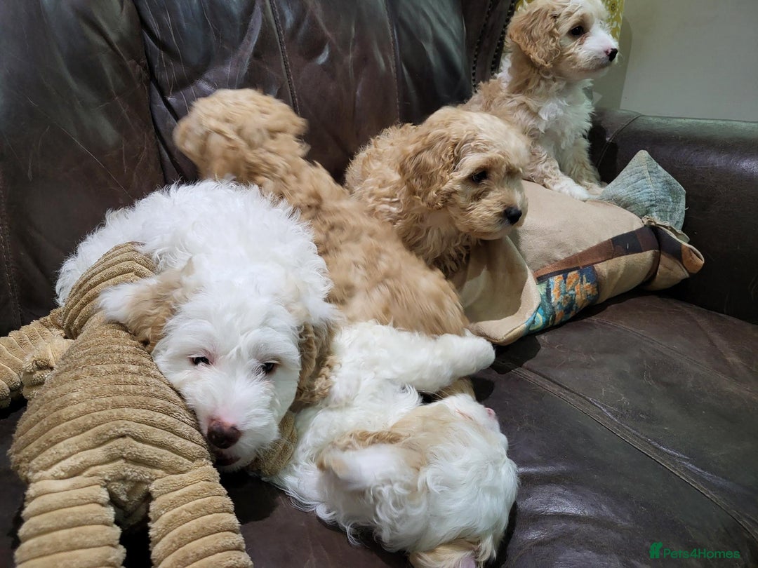 Cockapoo dogs for sale: Beautiful cockerpoo puppies for sale - Advert 4