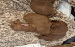 Cavapoo dogs for sale: Cavapoo Pups  - Image 10