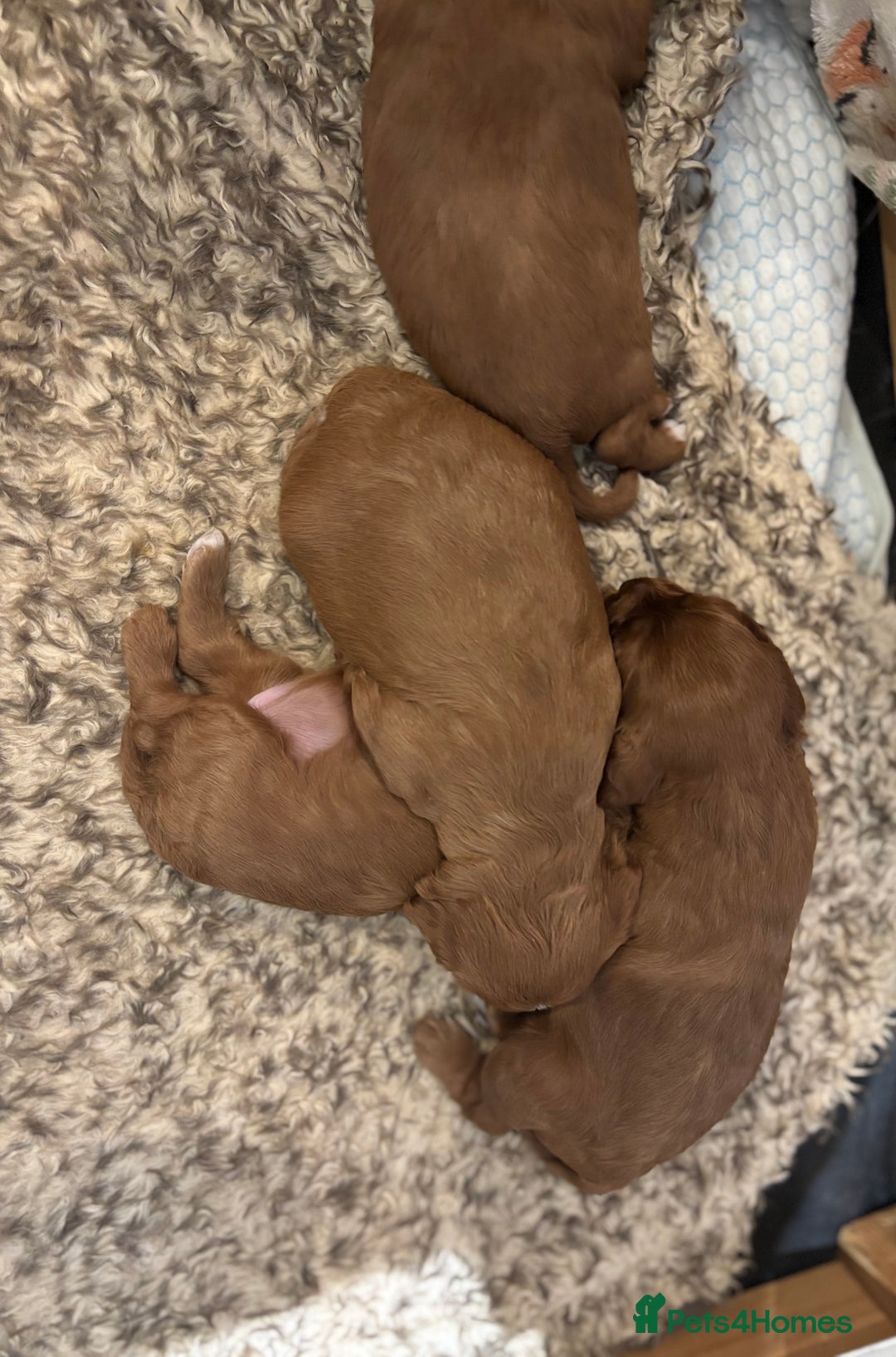 Cavapoo dogs for sale: Cavapoo Pups  - Image 10