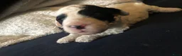 Cockapoo dogs for sale: Cockerpoo puppies - Advert 14