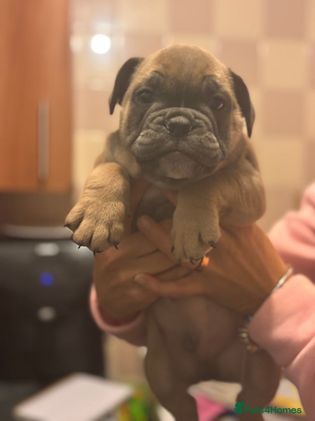 Mixed Breed dogs for sale: French bulldog x British bulldog  - Image 25