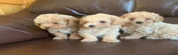 Poochon dogs for sale: Outstanding Poochon puppies  - Advert 12