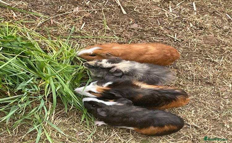 Guinea Pig rodents - Advert 3