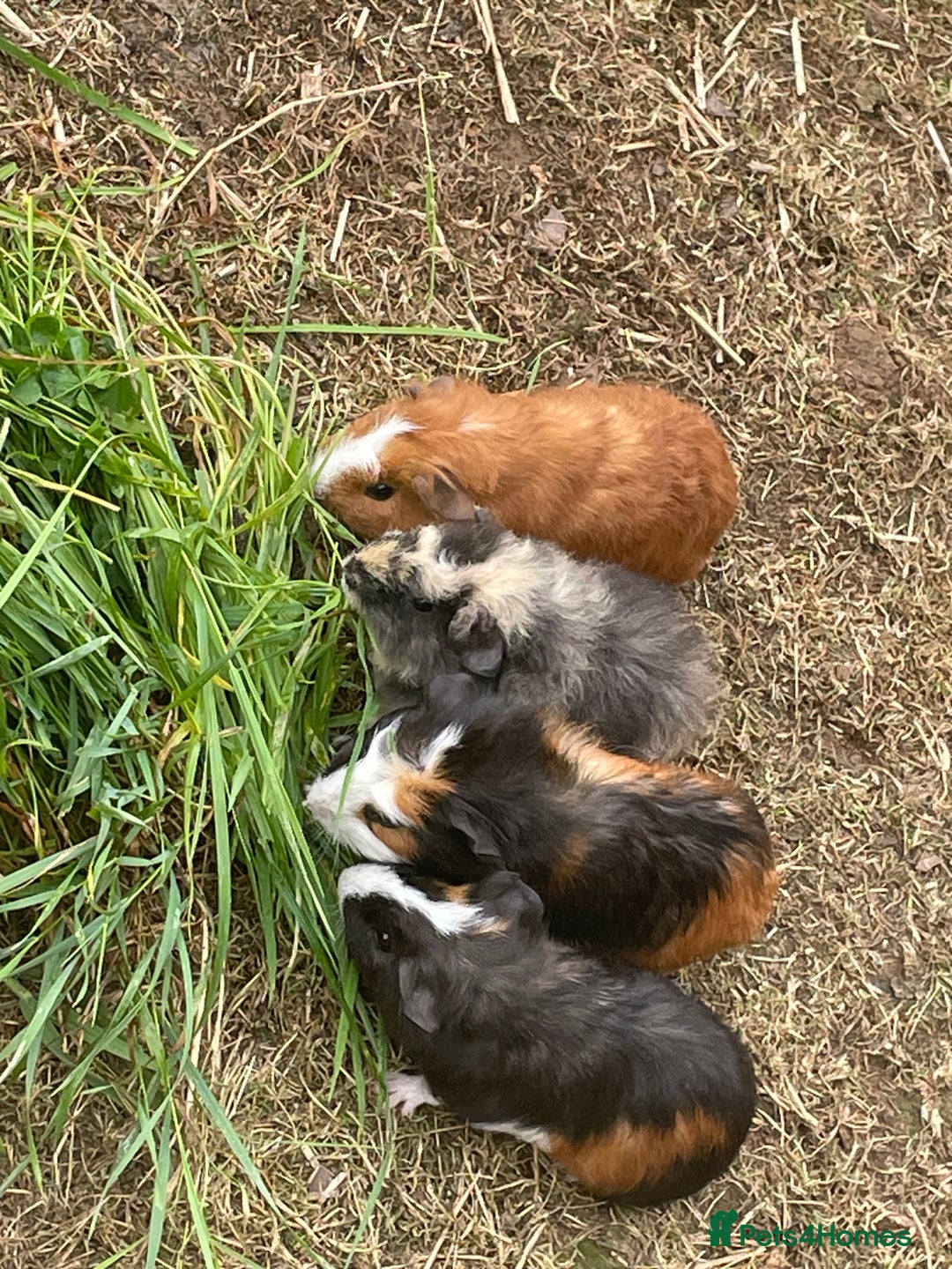 Guinea Pig rodents for sale: Baby Guinea Pigs for Sale - Image 1