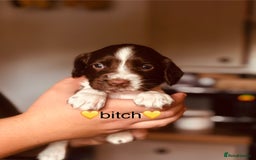 English Springer Spaniel dogs for sale: Springer spaniel puppies  - Image 3