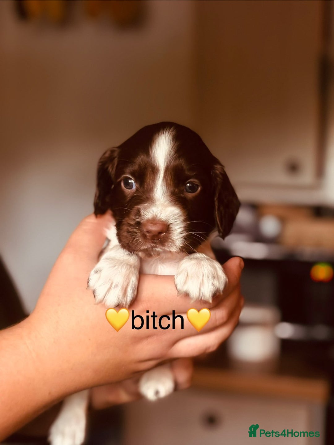 English Springer Spaniel dogs for sale: Springer spaniel puppies  - Image 3