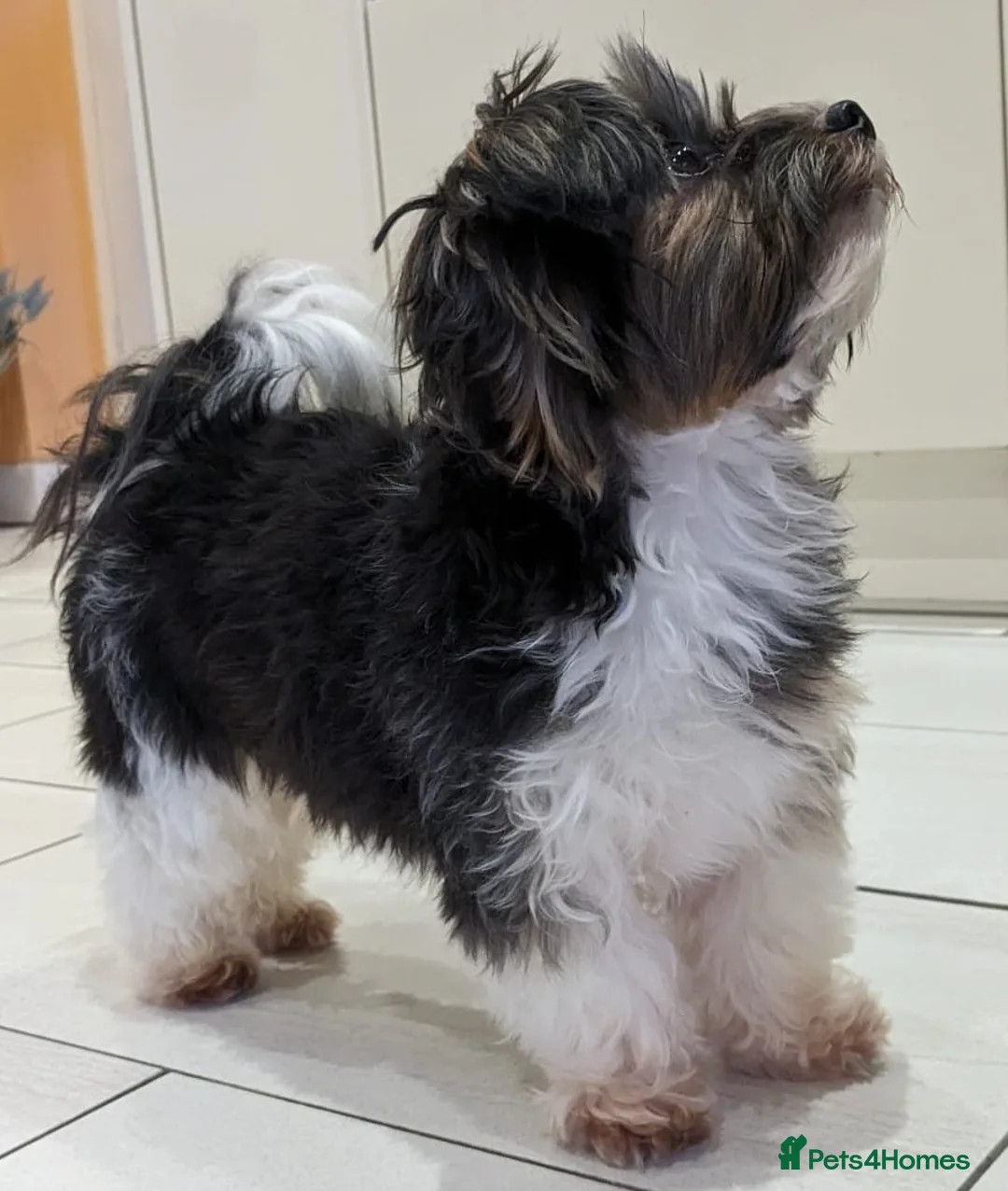 Yorkshire Terrier dogs for stud: Purebred BiewerTerrier/ColourfulYorkie Proven Stud in Merthyr Tydfil - Advert 11