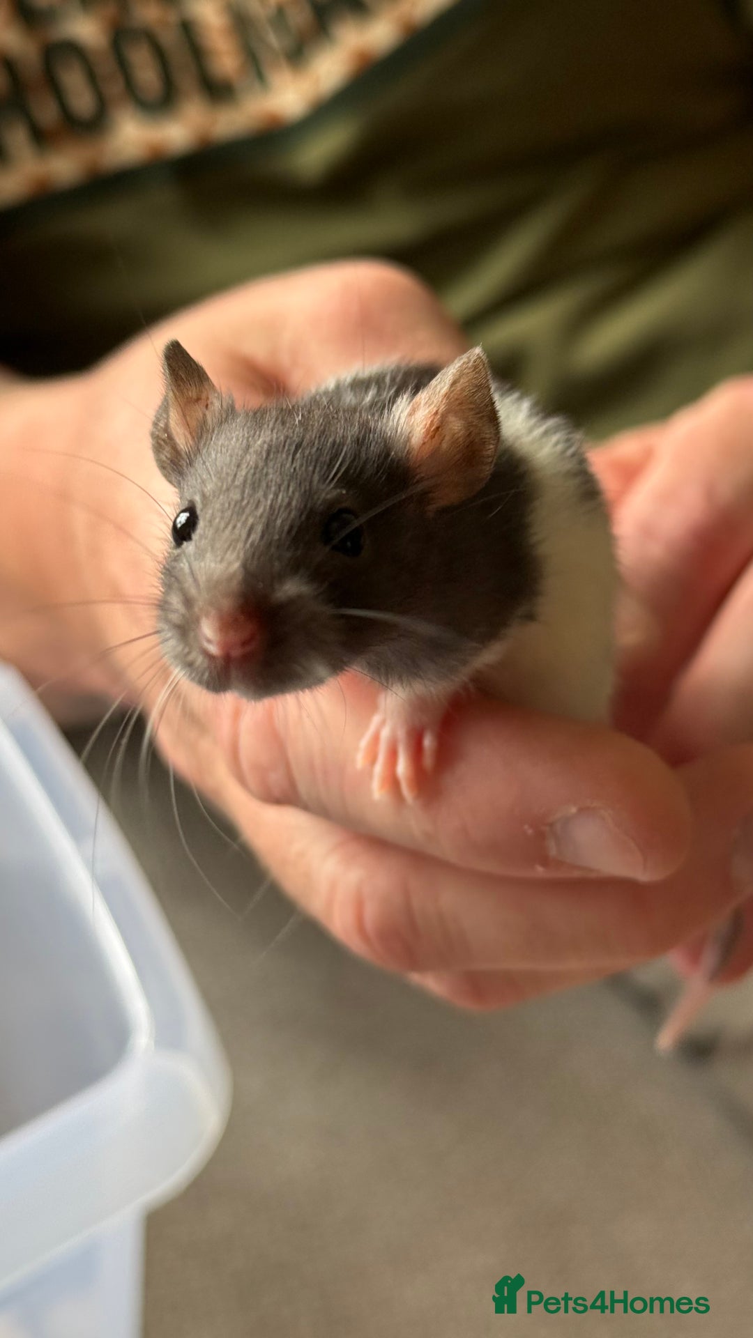 Rat rodents for sale: Dumbo/Rex rats  - Image 3