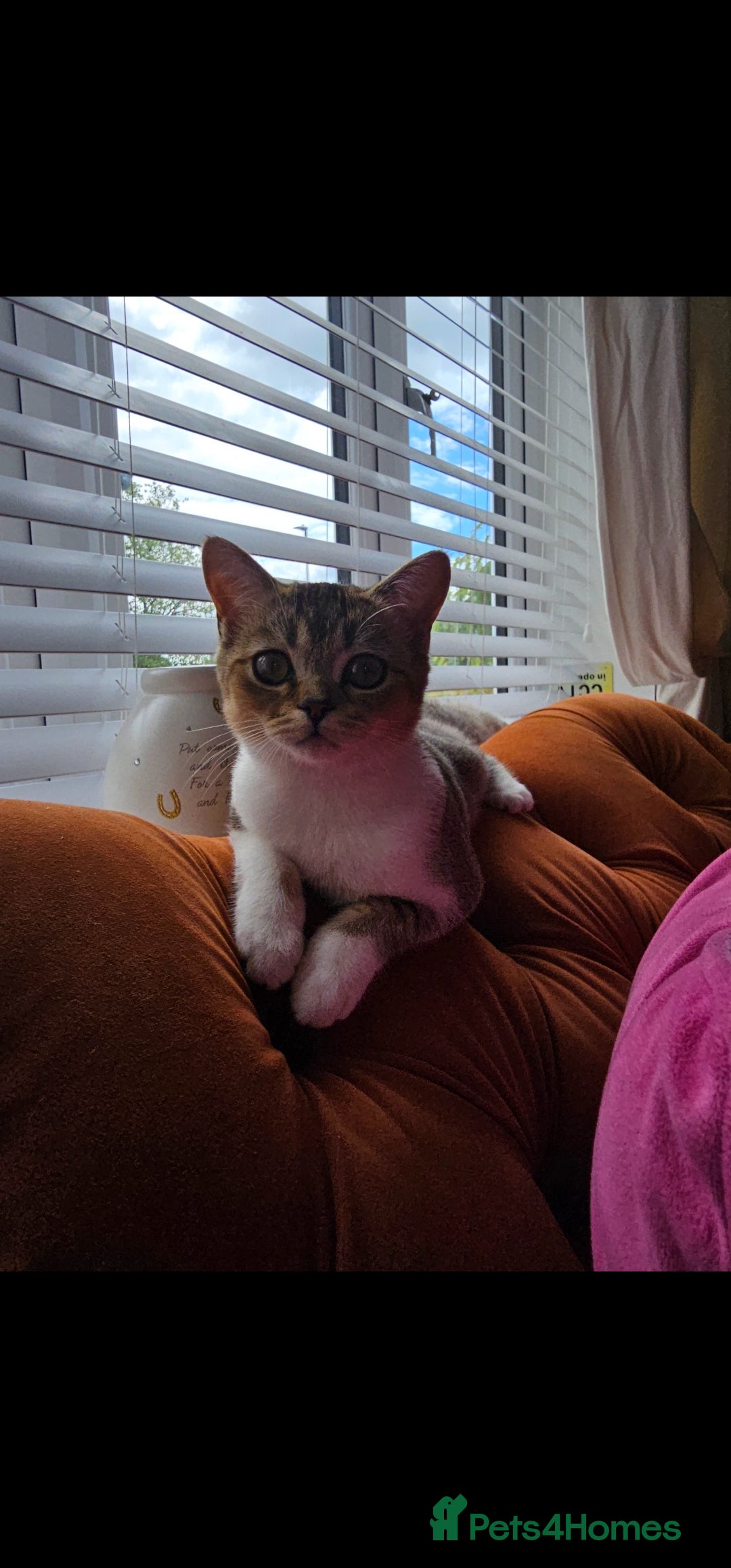 British Shorthair cats for sale: British shorthairs and Scottish straights - Advert 20