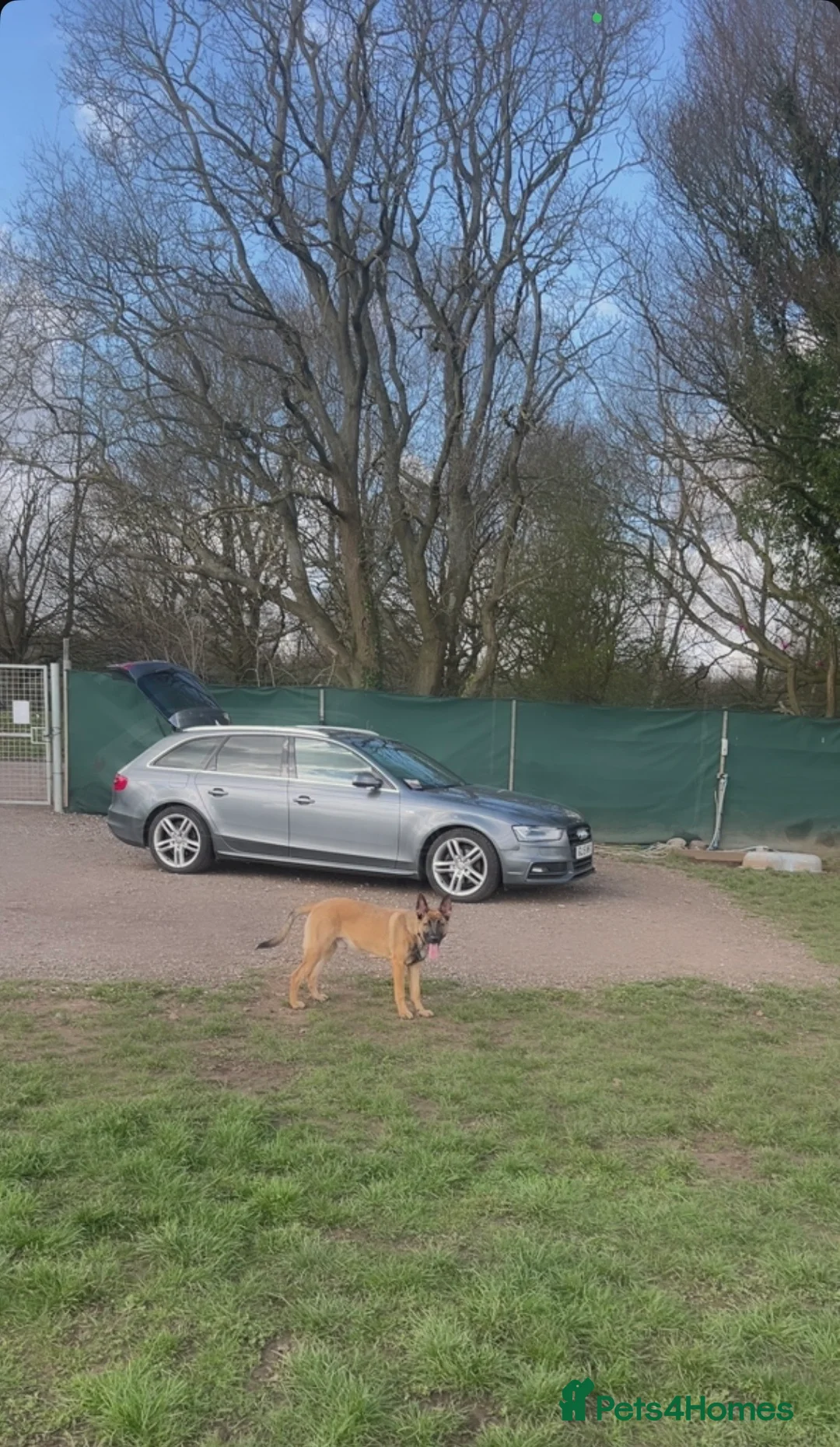 Belgian Shepherd Dog dogs for sale: Belgium Malinois 6 month old  - Advert 2