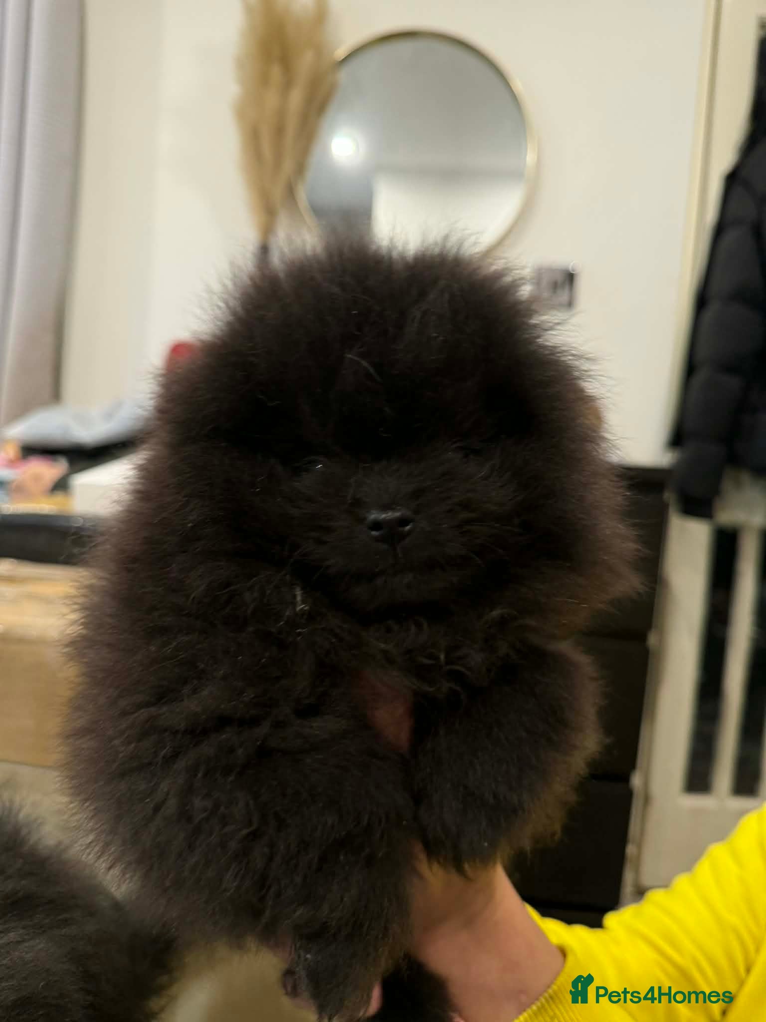 Pomeranian dogs Adorable Black Pomeranian Puppies  - Advert 1