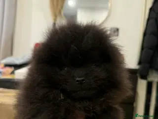 Pomeranian dogs Adorable Black Pomeranian Puppies - Advert 1