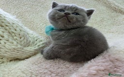 British Shorthair cats for sale: BRITISH SHORTHAIR KITTENS  - Image 27