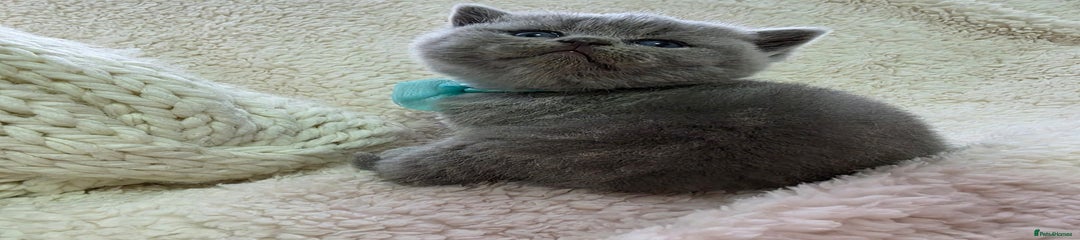 British Shorthair Kitten 3