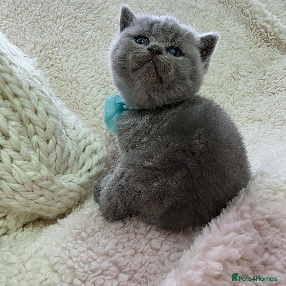 British Shorthair cats for sale: BRITISH SHORTHAIR KITTENS  - Image 27