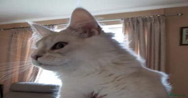 Maine Coon cats in Rochdale - Advert 8