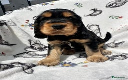Cocker Spaniel dogs for sale: 1 Black and Tan boy KC Show Cocker Spaniel - Image 9