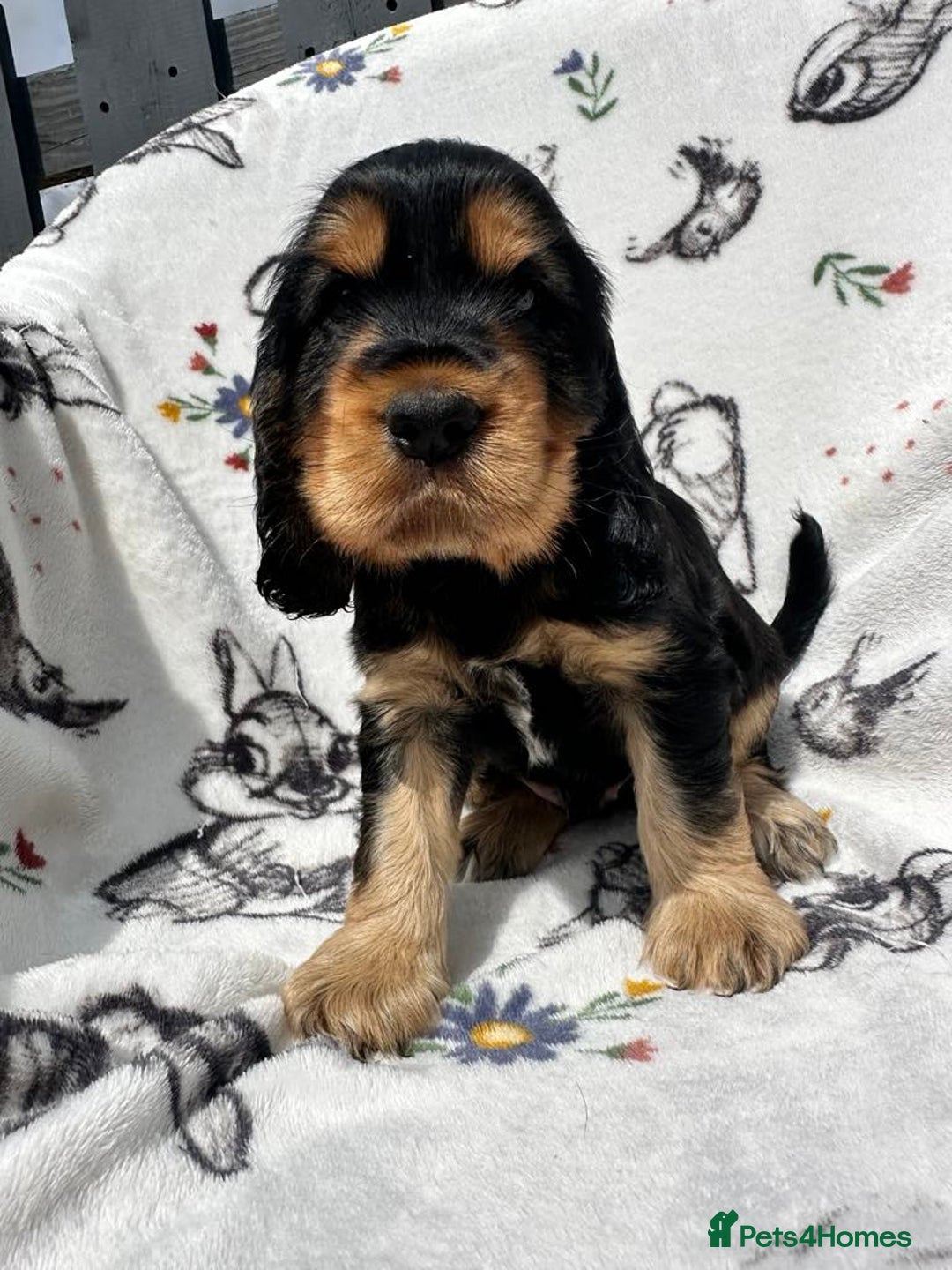Cocker Spaniel dogs for sale: 1 Black and Tan boy KC Show Cocker Spaniel - Image 9