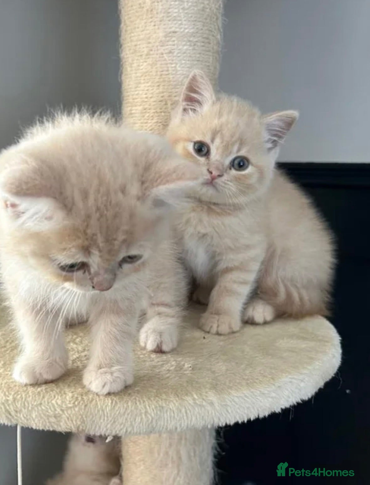 British Shorthair cats Beautiful British short hair boy  - Advert 4