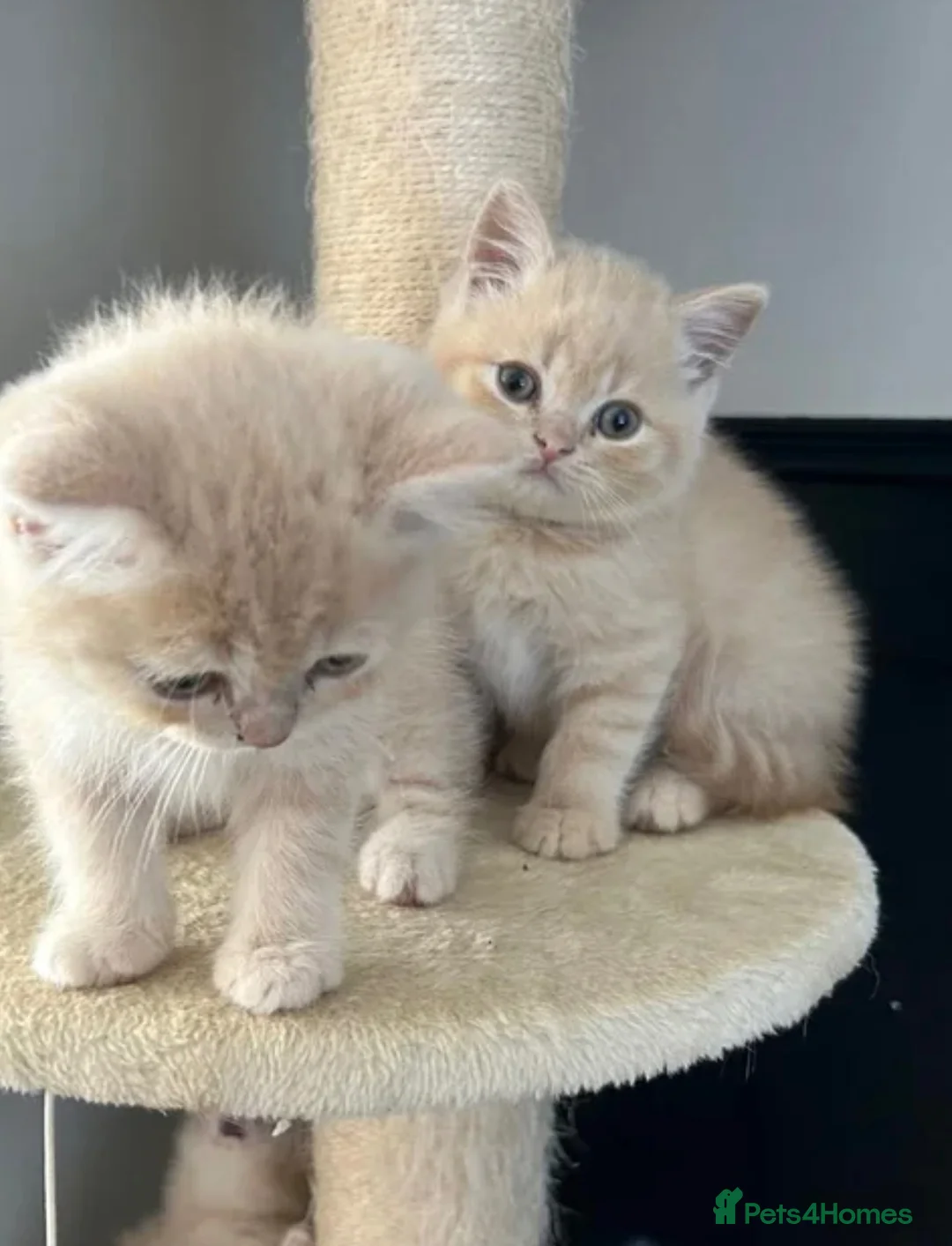 British Shorthair cats for sale: Beautiful British short hair boy  in Manchester - Advert 1